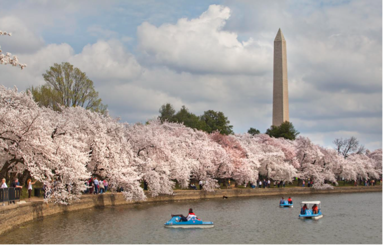 It’s Bloom Time: Beauty, history, and the things that connect us